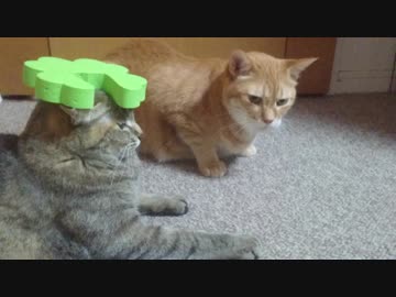 拾いねこ＠生後2569/2536日目　今日は大変な事態ですね。