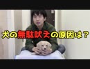 【しつけ】犬の無駄吠えの原因としつけの仕方(YouTubeで『ワンチュー犬』を検索！)