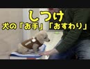 【しつけ】犬の「お手」「おすわり」のしつけの仕方(YouTubeで『ワンチュー犬』を検索！)