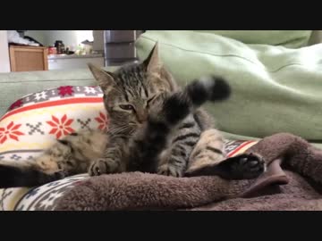 猫ドーム争奪戦争、勃発する