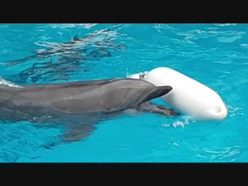 イルカの休み時間