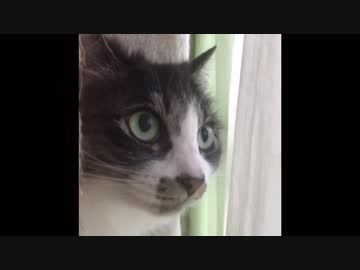 なんか変な鳴き方