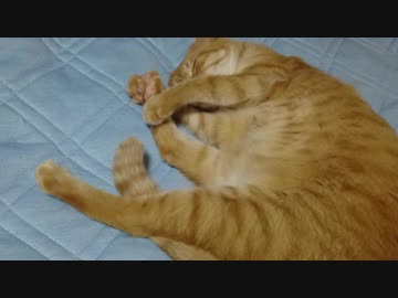 拾いねこ＠生後2570/2537日目　ストレッチしながら寝ているアコさん。