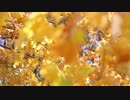 Pexels Videos 1546877　寺井勇人