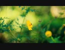 Pexels Videos 2048452　寺井勇人