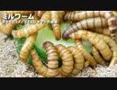 ミルワーム飼育講座？