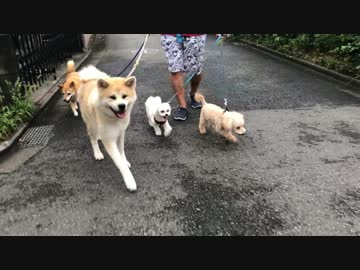 公園で愛犬を「放し飼い」？してみた結果