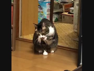 【to be continued】嫁の実家のネコちゃん