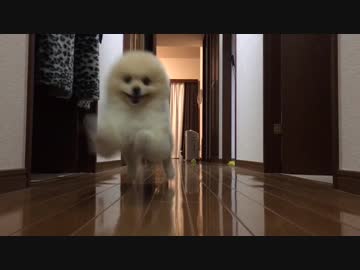 駆け寄ってくるポメラニアン
