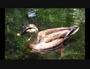 【音楽と野鳥】ゆったり水鳥眺め