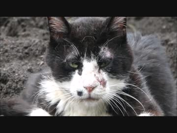 畑の中にボス猫が侵入して通行人をにらみ続けてた