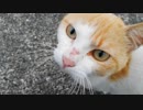 海辺のねこpart2