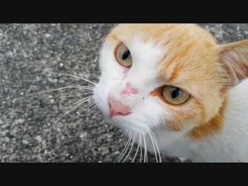 海辺のねこpart2