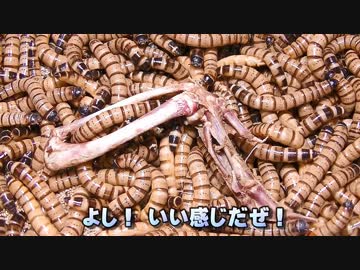 ジャイアントミルワームで手羽先の骨格標本作り。