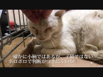 衰弱したボロボロの白い猫、保護される