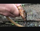 外来種を食べに行こう！【#14タウナギ】