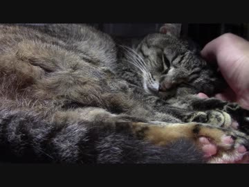 今日の榛名【蒼民家の猫々】