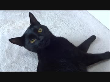 うちに来て半年たったネコさんがだいぶ慣れてきました