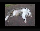 絵になるニャンコのポーズwww！！