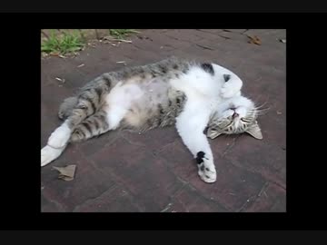 絵になるニャンコのポーズwww！！