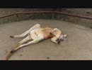 カンガルー
