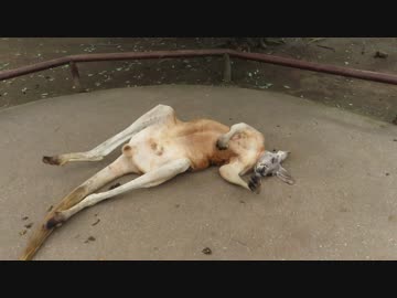 カンガルー