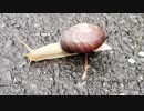 たばこ片手に東海道15