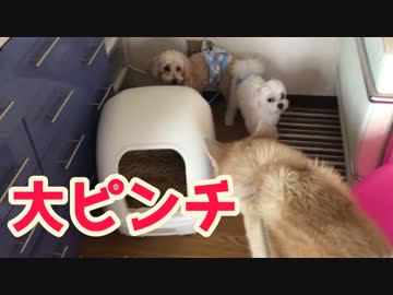 小型犬の部屋に大型犬軍団がアポなし突然訪問した結果ｗｗ