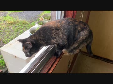 お外に行きたいにゃ