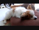 クッションに半身だけ載せてまったりするワンコ（パピヨン）