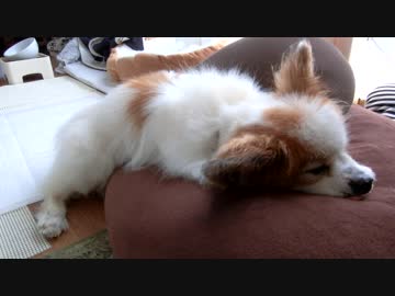 クッションに半身だけ載せてまったりするワンコ（パピヨン）