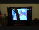 ニコニコ動画のコメントを叩く子猫