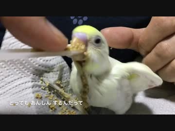 ピロロ \(･∀･)/ ピロロ 〜サルファーお迎え〜