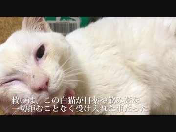 ボロボロのオッドアイの白猫、保護一夜明けて病院に行く