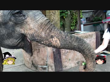 【ゆっくり】チキンの旅日誌　タイ グルメ旅行⑥　エレファントトレッキング編