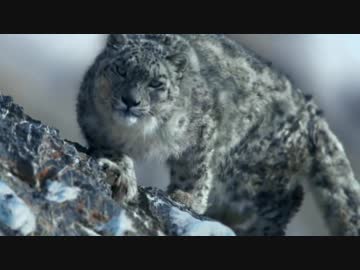 フレンズを動物ドキュメンタリーで紹介するよ シーズン3 パート4