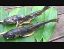 釣った魚を焚き火で焼いて食う(渓流)