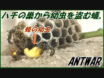 ハチの巣からハチの幼虫を強奪するアリの集団