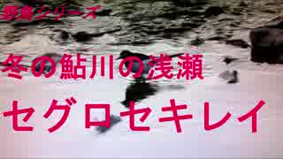 野鳥シリーズ　冬の鮎川の浅瀬　セグロセキレイ