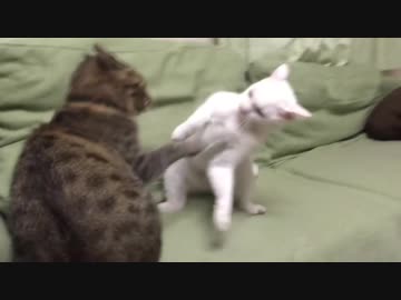 次男坊猫、長男義兄猫の珍妙に振り回される