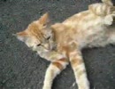 猫動画