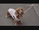突然静止画になるテンちゃん改.37kb