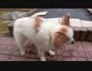 風に吹かれるワンコ（パピヨン）