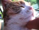 三毛猫を捕獲して色々と