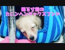【日常】寝る寸前のカニンヘンダックスフンド（プリン）(YouTubeで『ワンチュー犬』を検索！)