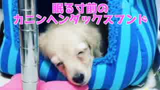 【日常】寝る寸前のカニンヘンダックスフンド（プリン）(YouTubeで『ワンチュー犬』を検索！)