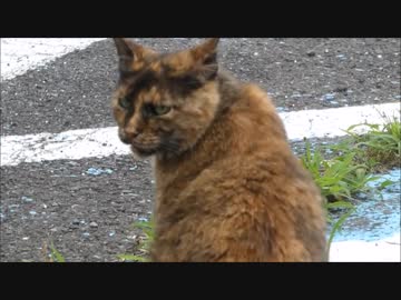 何かを警戒し続ける野良猫