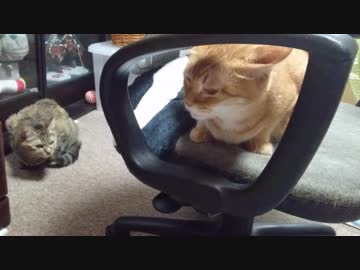 拾いねこ＠生後2573/2540日目　いつものアコツキ。