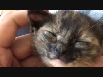 ナイスフレーメン、サビ子猫に炸裂する