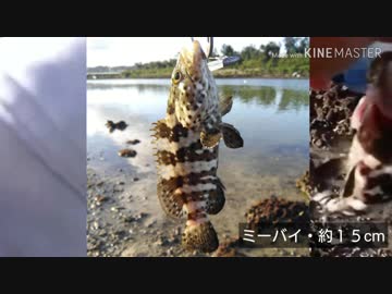 （旧）2019年7月21日の釣り日記